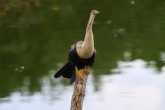 Bird sitting quietly on a tree trunk with a calm green water in the background, Darter (Anhinga