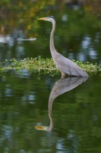A heron stands in the water, surrounded by green nature and reflected in the clear water, Canada