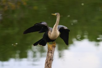 Bird spreading its wings on a tree trunk over calm water, Darter (Anhinga anhinga), spring,