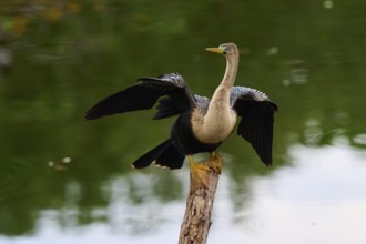 Bird spreading its wings on a tree trunk over calm water, Darter (Anhinga anhinga), spring,
