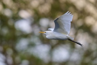 White bird in the air, soft background, vibrant energy, Cattle Egret (Bubulcus ibis), spring,