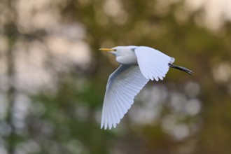 A bird hovers in the sky, with elegant outstretched wings, Cattle Egret (Bubulcus ibis), spring,