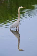 A heron rises majestically in the calm water, its reflection enhancing the peaceful atmosphere,