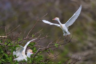 Flying bird above branches, second observing in green surroundings, Cattle Egret (Bubulcus ibis),