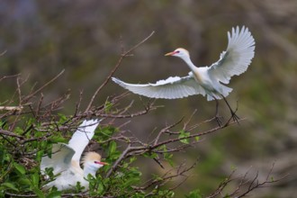 White bird in flight, second bird on branch, green surroundings, Cattle Egret (Bubulcus ibis),