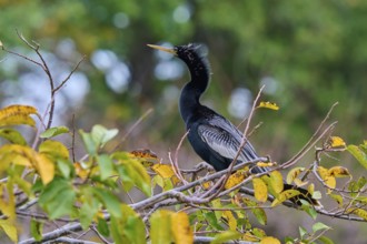 Bird sitting on a branch with green-yellow leaves against a blurred forest background, Darter