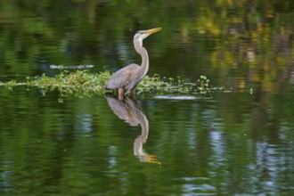 Calm heron standing in the water with lush plant reflection, a picture of serenity, Canada Heron