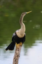 Bird sitting attentively on a tree trunk with a calm green water in the background, Darter (Anhinga