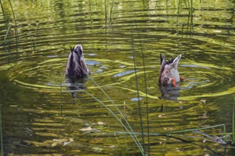 Small pond with two mallard ducks (Anas platyrhynchos), in the castle park in Kisslegg, Allgäu,