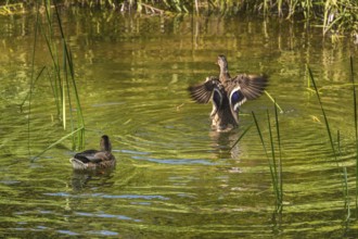 Small pond with two mallards (Anas platyrhynchos), in the castle park in Kisslegg, Allgäu,