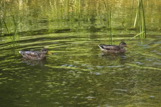 Small pond with two mallards (Anas platyrhynchos), in the castle park in Kisslegg, Allgäu,