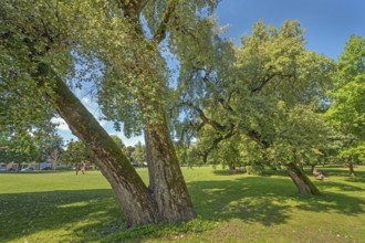 Tilted lime trees (Tilia), in the castle park in Kisslegg, Allgäu, Baden-Württemberg, Germany