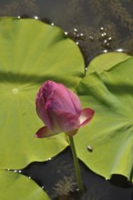 Pink Lotus (Hong Xu Yu), A pink lotus bud surrounded by green leaves floats peacefully on a sunlit