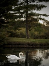 Solitary swan (Cygnus Olor) swims in reflective twilight waters beside a tall tree, emanating