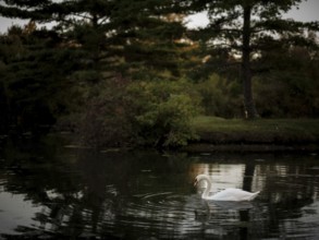 A peaceful swan (Cygnus Olor) gliding on a twilight pond surrounded by reflections of the dusky
