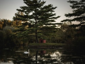 Swan swims (Cygnus Olor) in a serene pond with reflections and a small cabin under a pine tree in