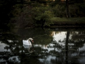 A single swan (Cygnus Olor) reflected on dark pond water in a peaceful evening setting in Acton,
