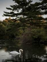Swan (Cygnus Olor) gliding on calm evening waters under a towering pine tree in twilight in Acton,