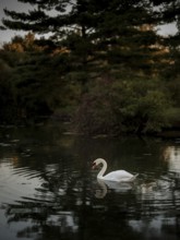A lone swan (Cygnus Olor) in a twilight pond surrounded by dark serene reflections, creating a