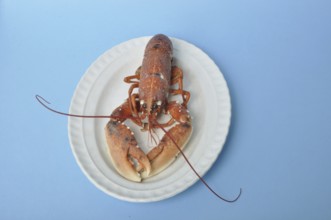 Cooked breton Lobster on a dish