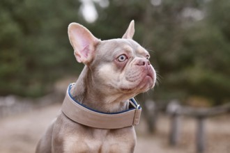 Portrait of cute New Shade Isabella orange Tan colored French Bulldog with wide dog collar