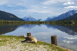 Mute goose (Anserinae) sleeping on the shore of the panoramic lake with mountains in the