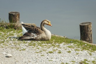 Mute goose (Anserinae) resting peacefully on the shore of the panoramic lake with calm water in the