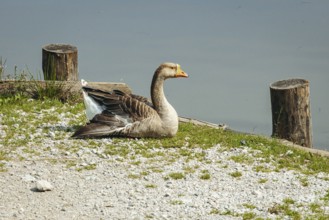 Mute goose (Anserinae) resting peacefully on the shore of the panoramic lake with calm water in the