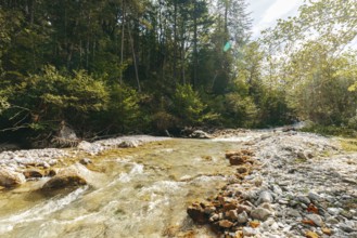 Johnsbach flows through dense forest under soft sunlight, Gesäuse, Styria, Austria