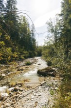 Johnsbach flows through dense forest under soft sunlight, Gesäuse, Styria, Austria