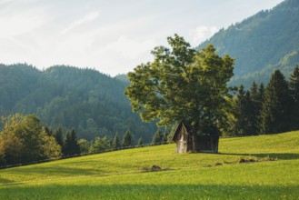 Small hut under a large tree on a green meadow, surrounded by wooded mountains, Weng im Gesäuse,