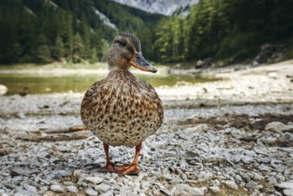 Close-up of a female mallard (Anas platyrhynchos) on the shore of the Grüner See, Tragöß, Styria,