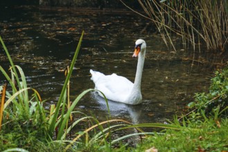 A swan (Cygnus) swimming on a pond in the rain, Admont, Styria, Austria