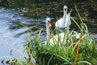 Two swans (Cygnus) swimming on a pond in the rain, Admont, Styria, Austria