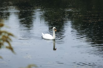 A swan (Cygnus) swimming on a pond in the rain, Admont, Styria, Austria