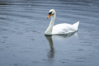 A swan (Cygnus) swimming on a pond in the rain, Admont, Styria, Austria