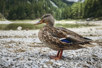 Close-up of a female mallard (Anas platyrhynchos) on the shore of the Grüner See, Tragöß, Styria,