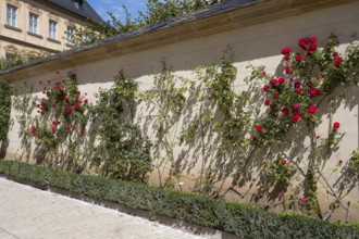 Climbing roses on a wall, Rose Garden, New Residence, UNESCO World Heritage Site, Bamberg, Upper