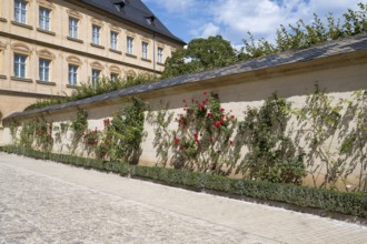 Climbing roses on a wall, Rose Garden, New Residence, UNESCO World Heritage Site, Bamberg, Upper