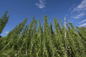 Hop plantation (Humulus) with ripe fruits on the tendrils, Franconia, Bavaria, Germany