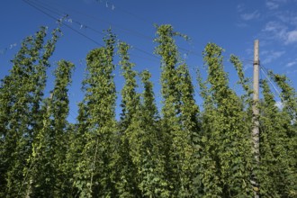 Hop plantation (Humulus) with ripe fruits on the tendrils, Franconia, Bavaria, Germany