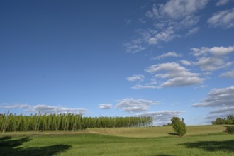 Hop growing in the Franconian countryside, Eckenhaid, Middle Franconia, Bavaria, Germany