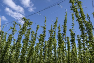 Ripe hop plants (Humulus) in the field, Eckental, Middle Franconia, Bavaria, Germany
