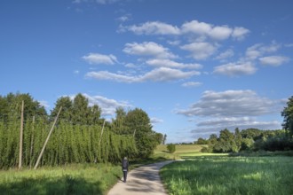 Hiker in a Franconian landscape with hop cultivation, Eckental, Middle Franconia, Bavaria, Germany