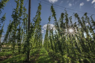 Hop field (Humulus) with sun star, Eckental, Middle Franconia, Bavaria, Germany