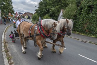 Two Haflinger horses pull the church tree to the fairground, Eckenhaid, Middle Franconia, Bavaria,
