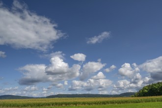 Corn field (Zea mays) with cloudy sky, Franconia, Bavaria, Germany