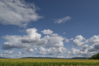 Corn field (Zea mays) with cloudy sky, Franconia, Bavaria, Germany