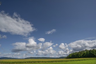 Corn field (Zea mays) with cloudy sky, Franconia, Bavaria, Germany