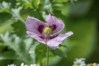 Poppy blossom with insect, Münsterland, North Rhine-Westphalia, Germany